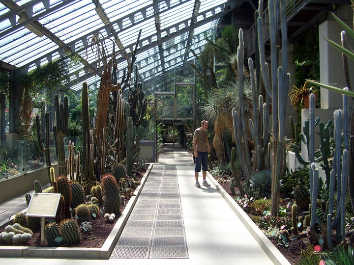Madrid Kraliyet Botanik Parkında yer alan bitkiler