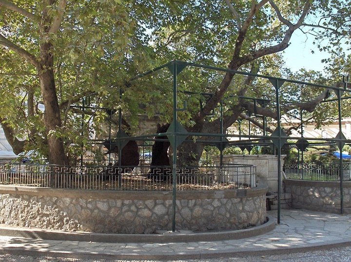 Kos Adasında Gezilecek Yerler - Hipokrat Ağacı