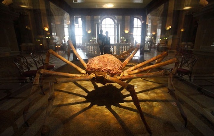 Viyana Naturhistorisches müzesi - Viyana doğa tarihi müzesinde sergilenen hayvan fosilleri