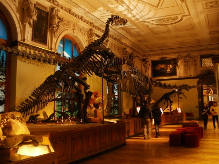 Viyana doğa tarihi müzesi