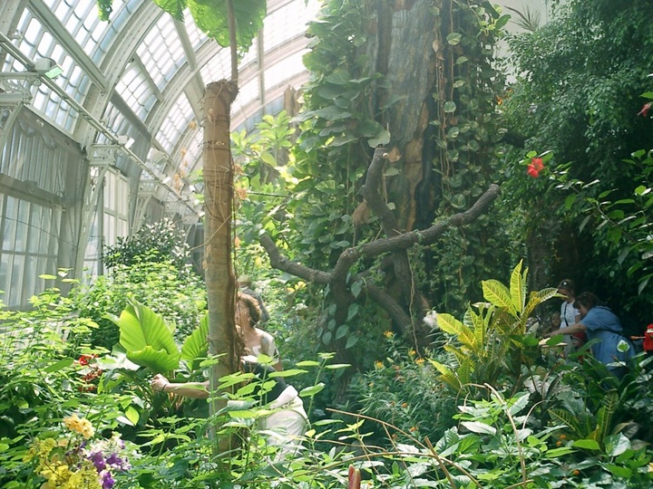 viyana kelebek evi hakkında bilgi