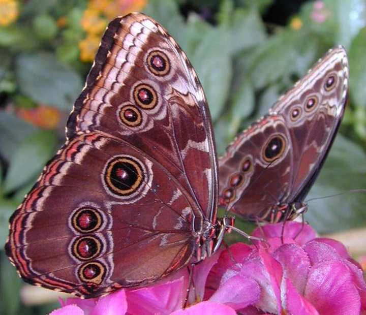 viyyana kelebek evindeki kelebekler