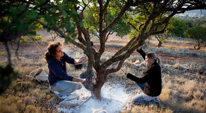 sakız adasındaki sakız ağaçları