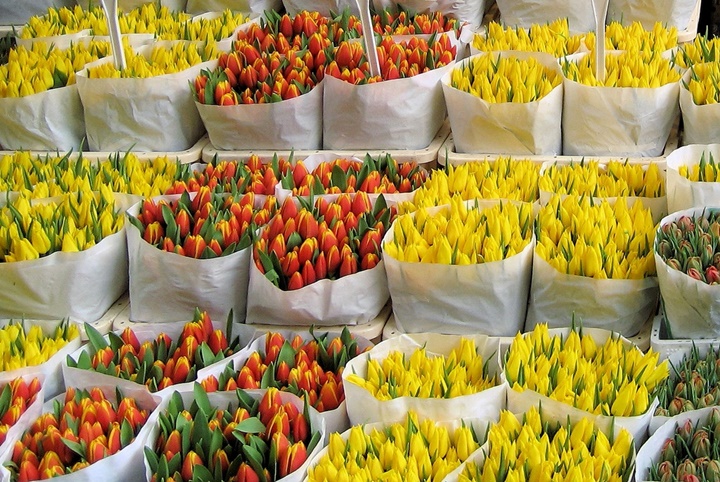 Amsterdam çiçek pazarı resimleri