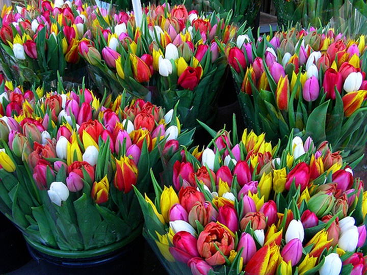 amsterdam çiçek pazarı hakkında bilgi
