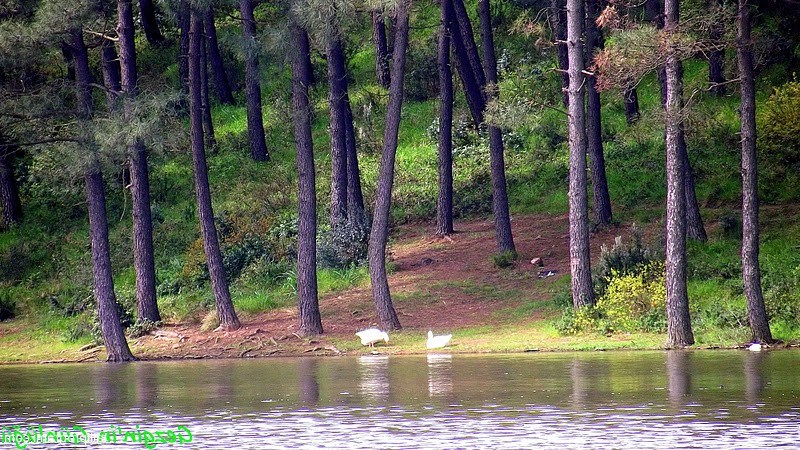 Aydos ormanı piknik alanı