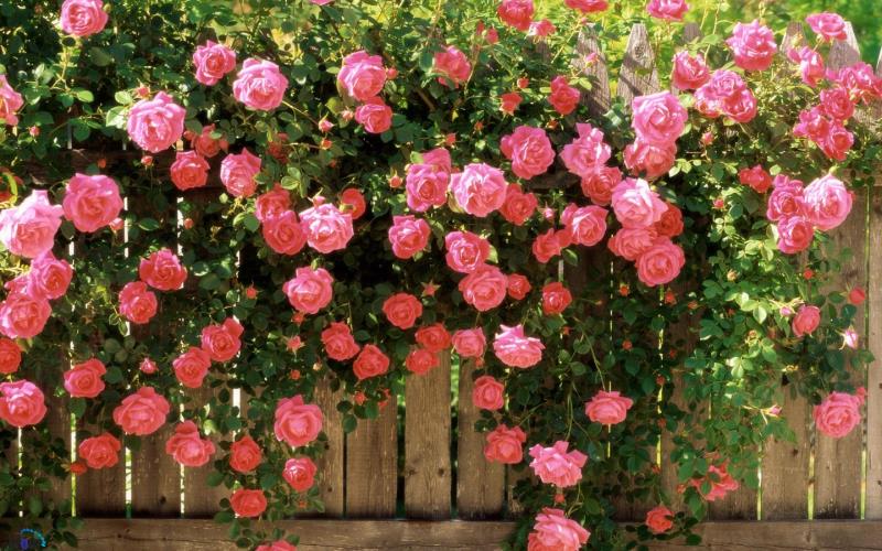 Isparta'nın nesi meşhurdur