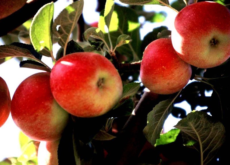 amasyanın nesi meşhur