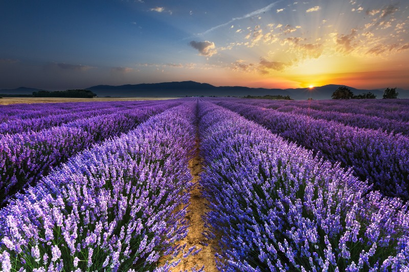 Lavanta Kokulu Köy Nerede