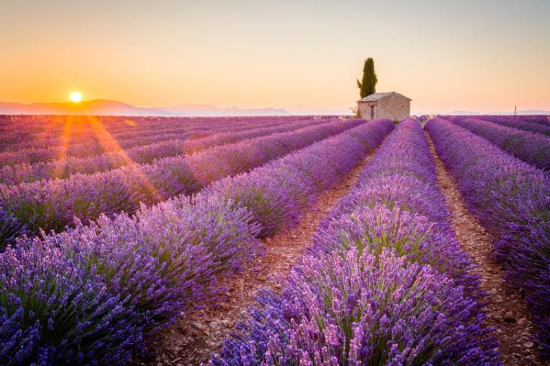 Lavanta kokulu köy Kuyucak
