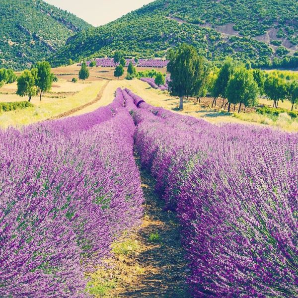 Lavanta kokulu köye ne zaman gidilir