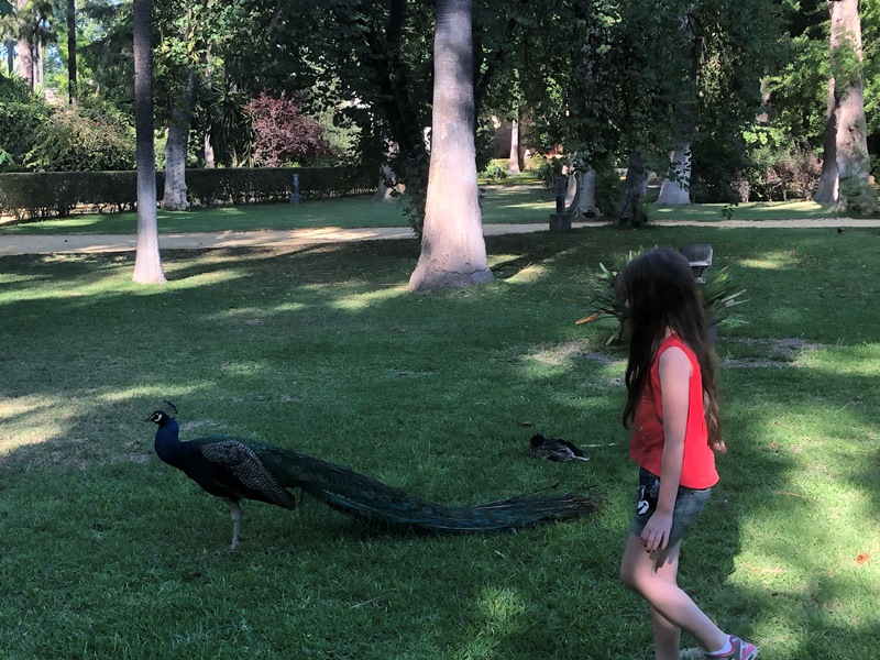 sevilla alcazar sarayı