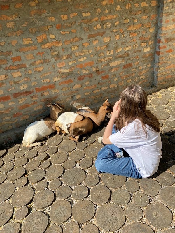 belgrad hayvanat bahcesi