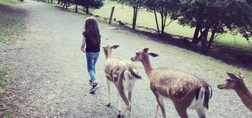 Almanya şehirleri Stuttgart hakkında bilgi