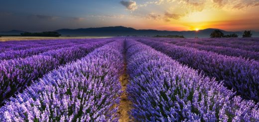 Lavanta Kokulu Köy Nerede